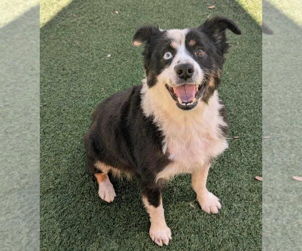 Medium Photo #6 Border-Aussie Puppy For Sale in Rockwall, TX, USA
