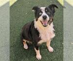 Small #5 Border-Aussie