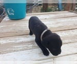 Small Photo #3 Cane Corso Puppy For Sale in TRINIDAD, CO, USA
