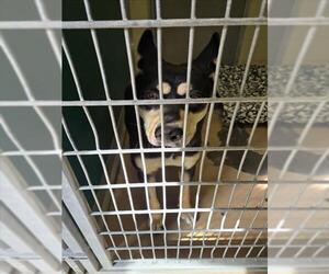 Australian Kelpie-Unknown Mix Dogs for adoption in Texas City, TX, USA