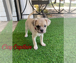 Small Photo #2 Frenchie Pug Puppy For Sale in FORT WORTH, TX, USA