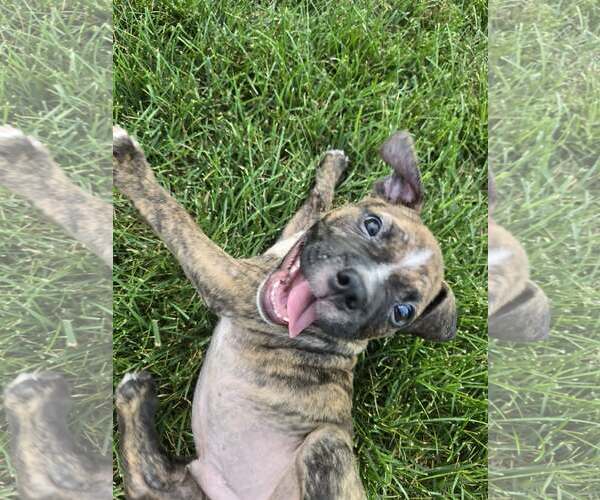Medium Photo #2 Boxer-Unknown Mix Puppy For Sale in Hillsboro, MO, USA