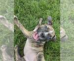 Small #1 Boxer Mix