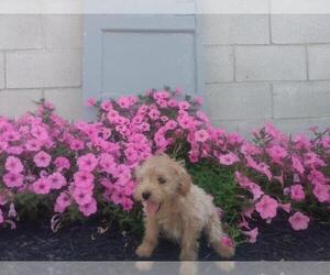 Aussiedoodle-Poodle (Miniature) Mix Puppy for sale in FREDERICKSBG, OH, USA