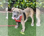 Small Photo #2 American Staffordshire Terrier Puppy For Sale in Anaheim Hills, CA, USA