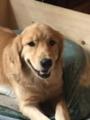 Mother of the Golden Retriever puppies born on 02/03/2018