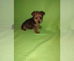 Puppy 3 Yorkshire Terrier