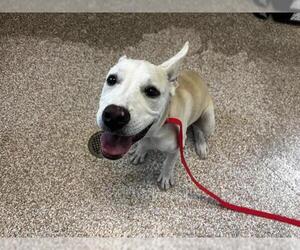 Medium American Pit Bull Terrier-Labrador Retriever Mix
