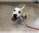 Small American Pit Bull Terrier-Labrador Retriever Mix