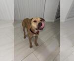 Small #1 American Staffordshire Terrier Mix
