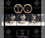 Small #1 Morkie