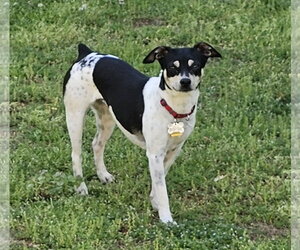 Rat Terrier Dogs for adoption in Atlanta, GA, USA