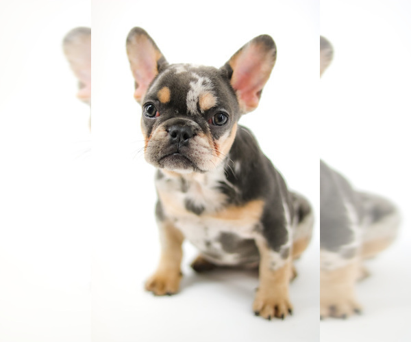 Medium Photo #10 French Bulldog Puppy For Sale in GAINESVILLE, FL, USA