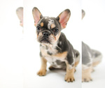 Small Photo #10 French Bulldog Puppy For Sale in GAINESVILLE, FL, USA