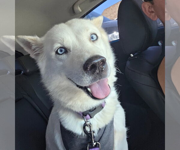 Medium Photo #6 Siberian Husky-Unknown Mix Puppy For Sale in Chandler, AZ, USA