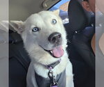 Small #5 Siberian Husky Mix