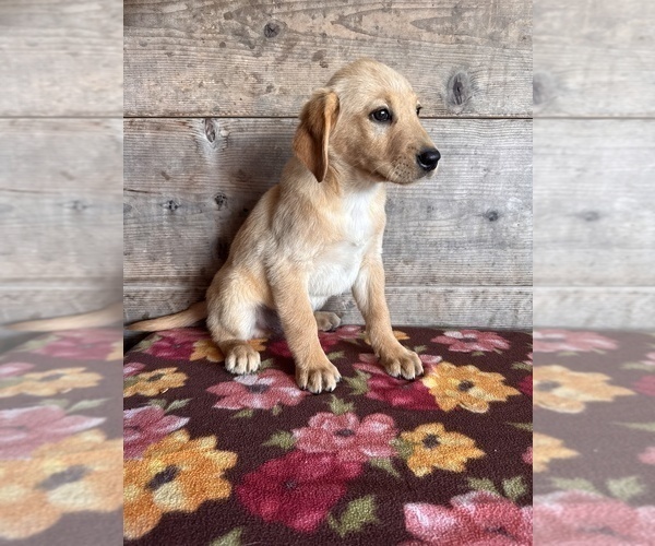 Medium Photo #14 Labrador Retriever Puppy For Sale in VERMONTVILLE, MI, USA