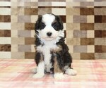 Small #4 Bernedoodle (Miniature)