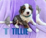 Small #4 Miniature Bernedoodle