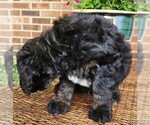 Small #4 Aussiedoodle