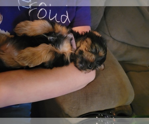 Medium Photo #1 Yorkshire Terrier Puppy For Sale in NORTHGLENN, CO, USA