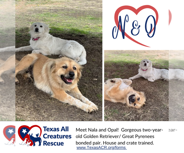 Medium Photo #1 Golden Pyrenees Puppy For Sale in Lillian, TX, USA