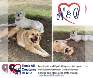 Golden Pyrenees Dogs for adoption in Lillian, TX, USA
