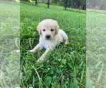 Small #6 English Cream Golden Retriever-Golden Retriever Mix
