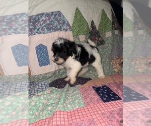 Cavapoo (Miniature) Puppy for sale in MUNFORDVILLE, KY, USA