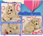 Small Photo #36 Goldendoodle-Poodle (Standard) Mix Puppy For Sale in BATON ROUGE, LA, USA