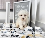 Small Photo #6 Maltipoo Puppy For Sale in FRANKLIN, IN, USA