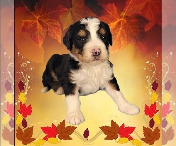 Medium Photo #5 Bernedoodle Puppy For Sale in BLACK FOREST, CO, USA