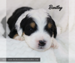 Puppy Bentley Bernedoodle (Miniature)