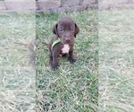 Puppy Boomer German Shorthaired Pointer-Vizsla Mix
