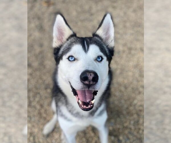 Medium Photo #1 Siberian Husky Puppy For Sale in Matawan, NJ, USA