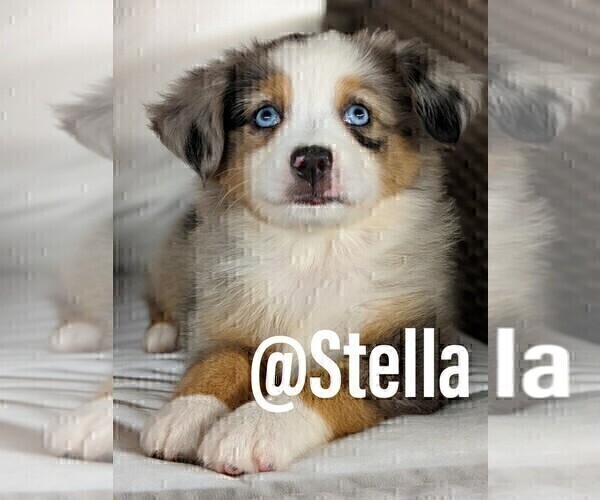 Medium Photo #1 Miniature Australian Shepherd Puppy For Sale in GOLDEN ISLES, FL, USA