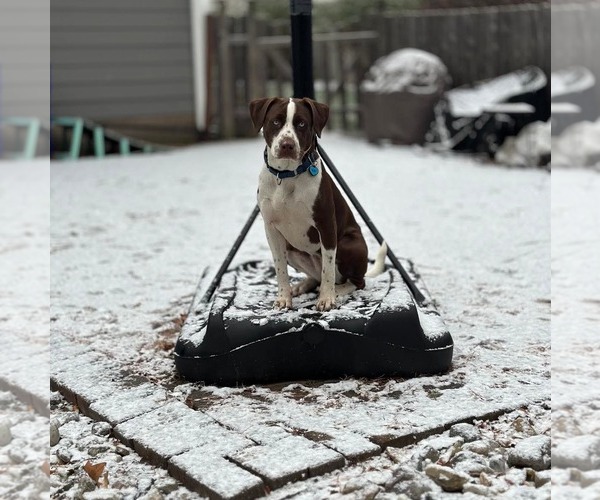Medium Photo #4 Beagle-Unknown Mix Puppy For Sale in Westwood, NJ, USA