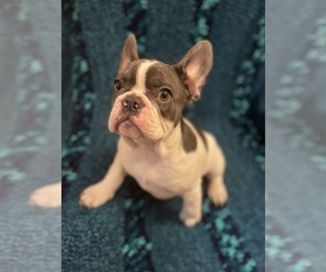 French Bulldog Puppy for sale in CASTAIC, CA, USA
