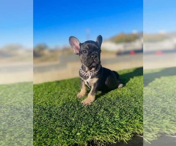 Medium Photo #5 French Bulldog Puppy For Sale in SANTA MONICA, CA, USA