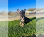 Small #4 French Bulldog