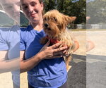 Stalone Aug 26 - Male Mutt Dog for Adoption - Small photo