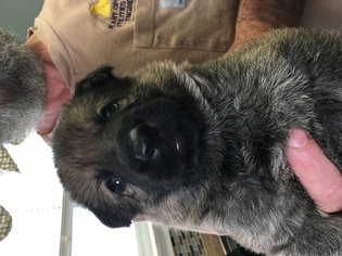 German Shepherd Dog Puppy for sale in WESTLAND, MI, USA