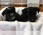 Small Photo #1 Shorkie Tzu Puppy For Sale in FREEPORT, MI, USA