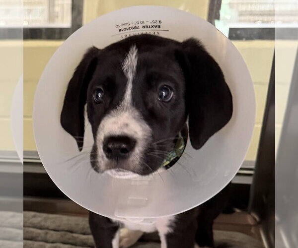 Medium Photo #4 Great Dane-Unknown Mix Puppy For Sale in Canton, CT, USA