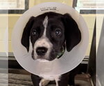Small #3 Great Dane Mix