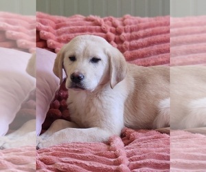 Golden Labrador Puppy for sale in SAYRE, PA, USA