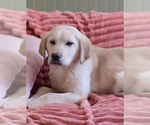 Image preview for Ad Listing. Nickname: Litter of 9