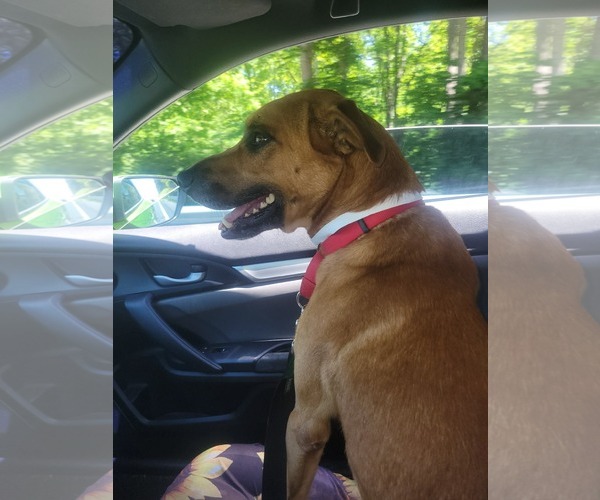 Medium Photo #3 Mutt Puppy For Sale in Rustburg, VA, USA