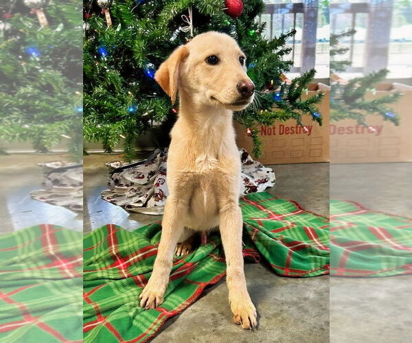 Medium Photo #4 Mutt Puppy For Sale in Minneapolis, MN, USA