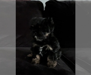 Shih Tzu Puppy for sale in STKN, CA, USA